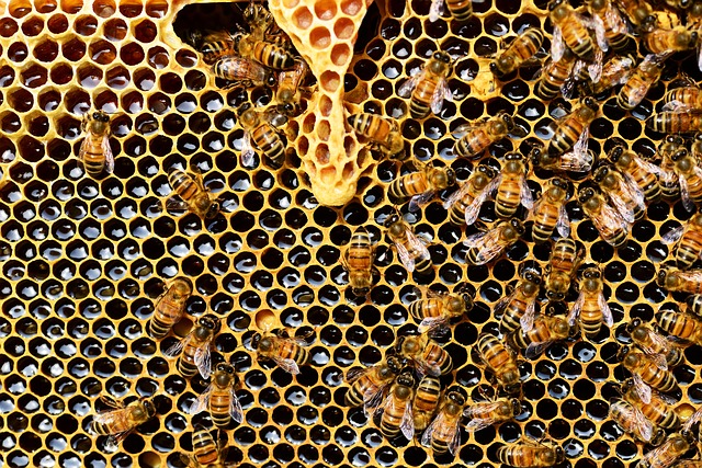 včely na plástvi