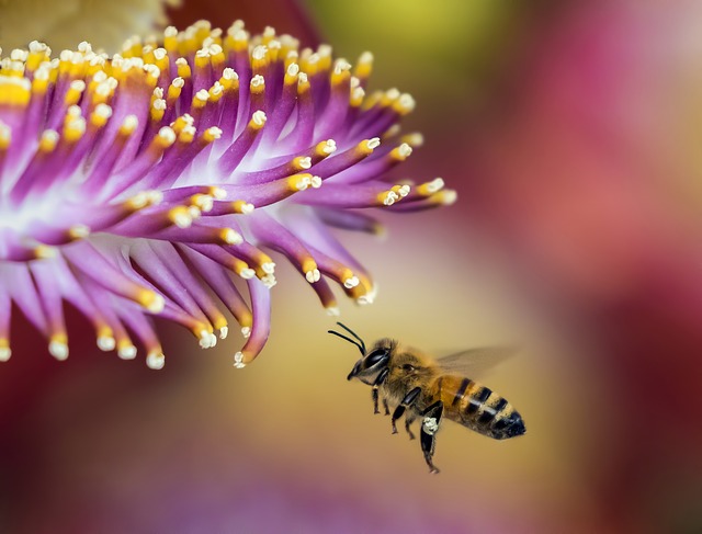 včela a květ
