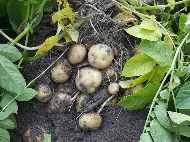 sklizeň menších brambor
